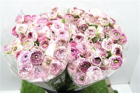 <h4>Ranunculus Eleg Cappu Pink</h4>