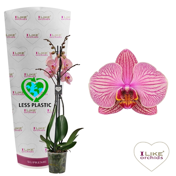 <h4>Phalaenopsis Jupiter - 2 tak 60cm (Less Plastic)</h4>