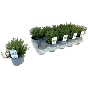 THYM VULGARIS