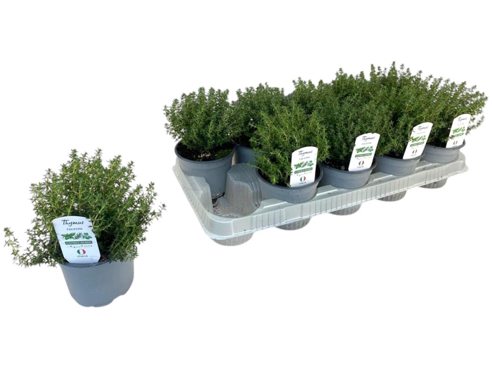 <h4>THYM VULGARIS</h4>