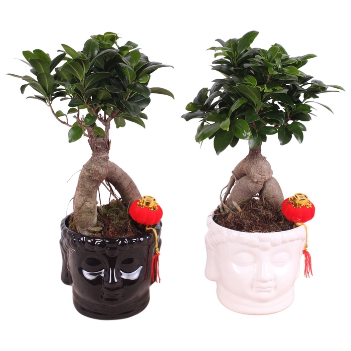 <h4>Ficus m. Ginseng pot Ø12cm in Buddha head Black/White Ø15cm</h4>