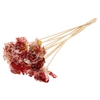 Shola Dear Holly 6cm on stem Multicolour Red/Yellow