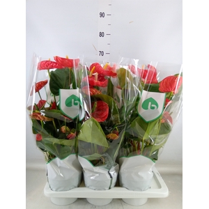 Anthurium andr. 'Arebo'