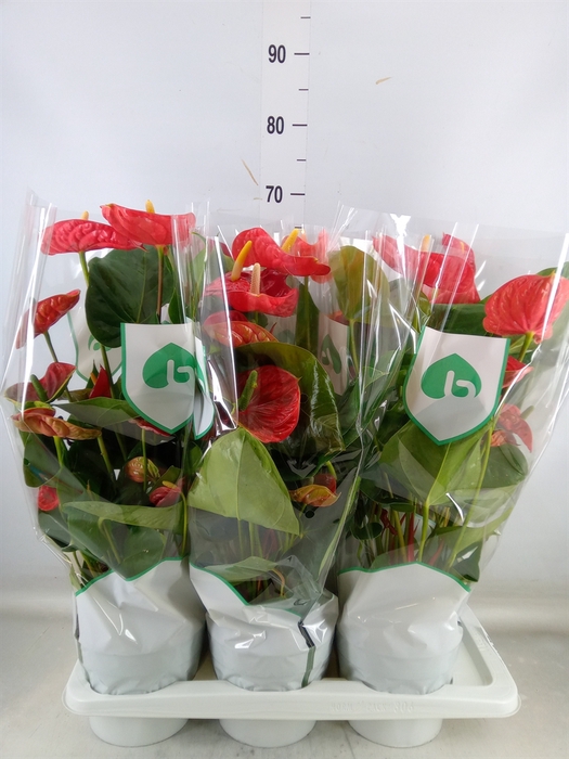 <h4>Anthurium andr. 'Arebo'</h4>