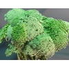 Ammi Visnaga