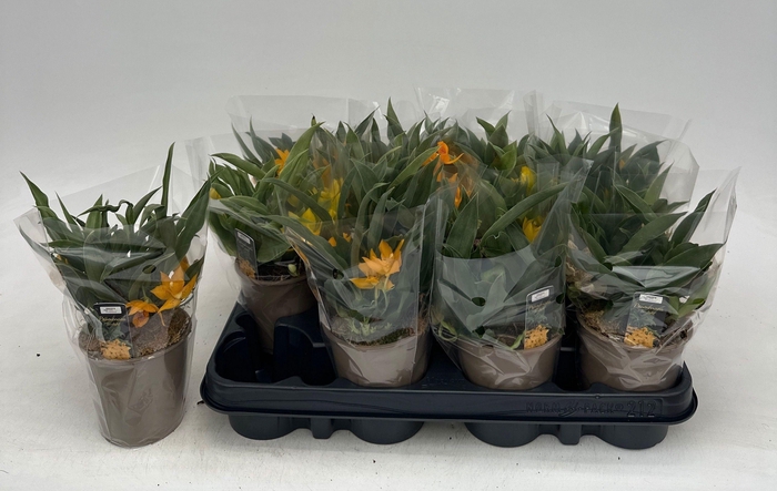 <h4>PROMENAEA SUNLIGHT</h4>