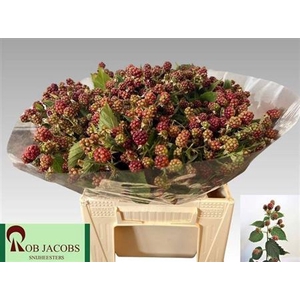 Rubus Fr Chester