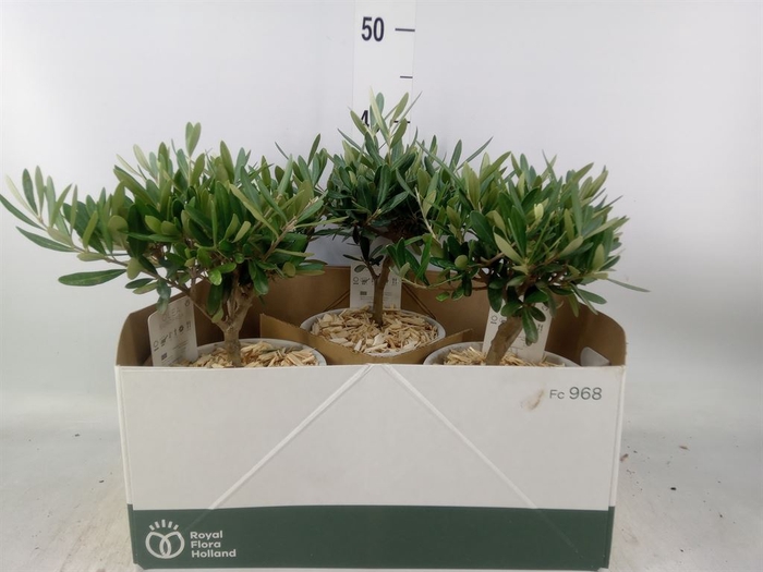 <h4>Arr.   Tuinplanten H%</h4>