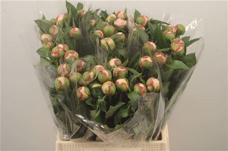 <h4>Paeo L Alertie</h4>