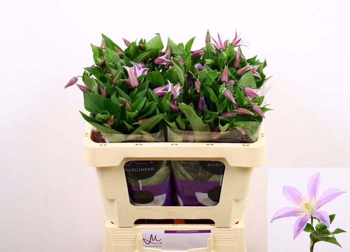 <h4>Clematis Star River Marginpar</h4>