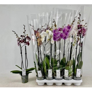 PHAL GEM
