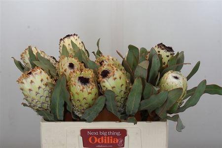 <h4>Protea M Ice Queen</h4>