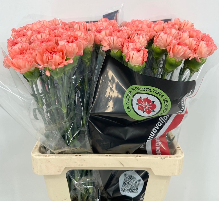 Dianthus St Happy Soleado
