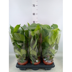 Philodendron   ...