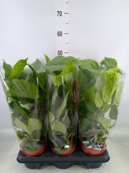 <h4>Philodendron   ...</h4>