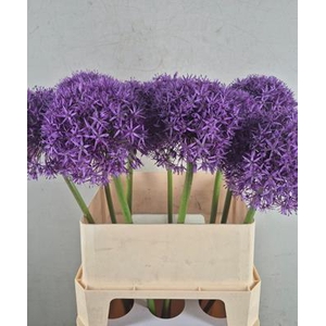 Allium Globemaster