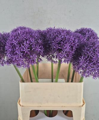 <h4>Allium Globemaster</h4>