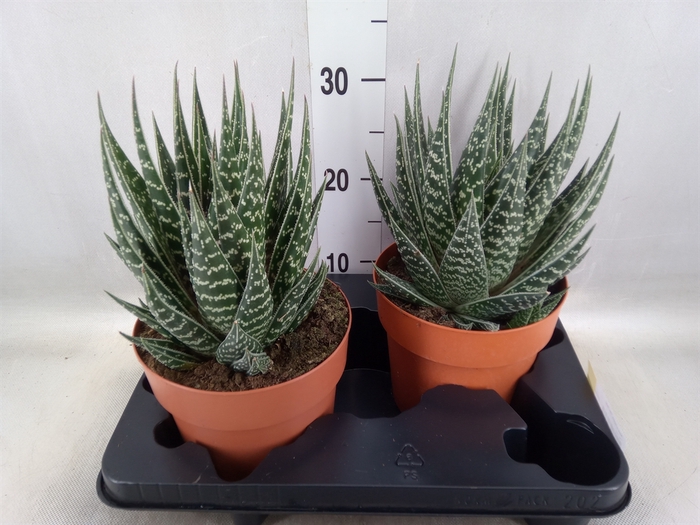 <h4>Aloe aristata 'Tiki Tahi'</h4>