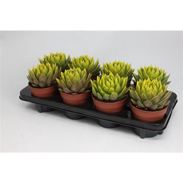 <h4>Echeveria coloured yellow festival</h4>