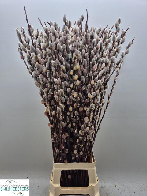 <h4>Salix Magical Silver</h4>