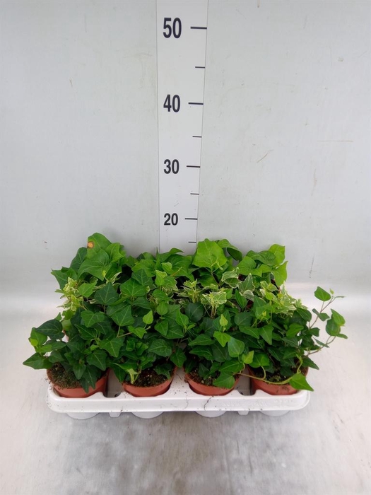 <h4>Hedera ...mix</h4>