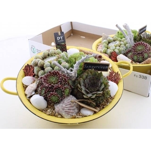 ARR SEMPERVIVUM