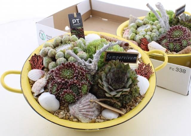 <h4>ARR SEMPERVIVUM</h4>