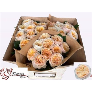 Rosa a grande fleur Freya Gardens!