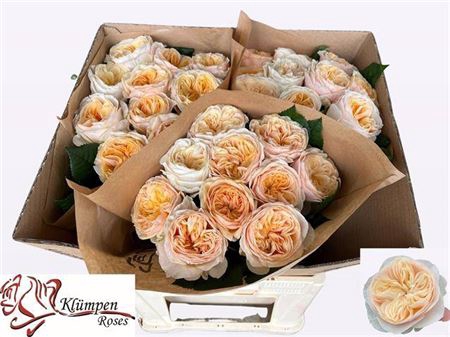 <h4>Rosa a grande fleur Freya Gardens!</h4>