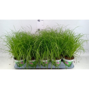 Cyperus alternifolius 'Zumula'