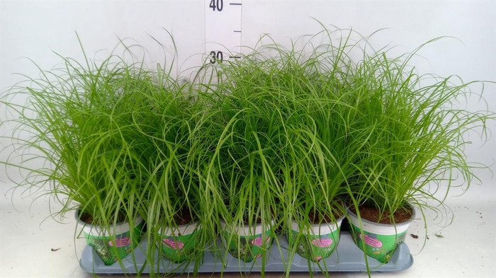 <h4>Cyperus alternifolius 'Zumula'</h4>
