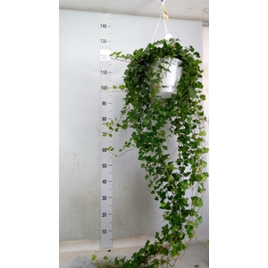 Hedera helix 'Wonder'