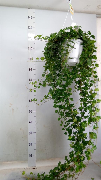 <h4>Hedera helix 'Wonder'</h4>