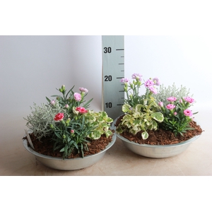 ARR TUINPLANTEN