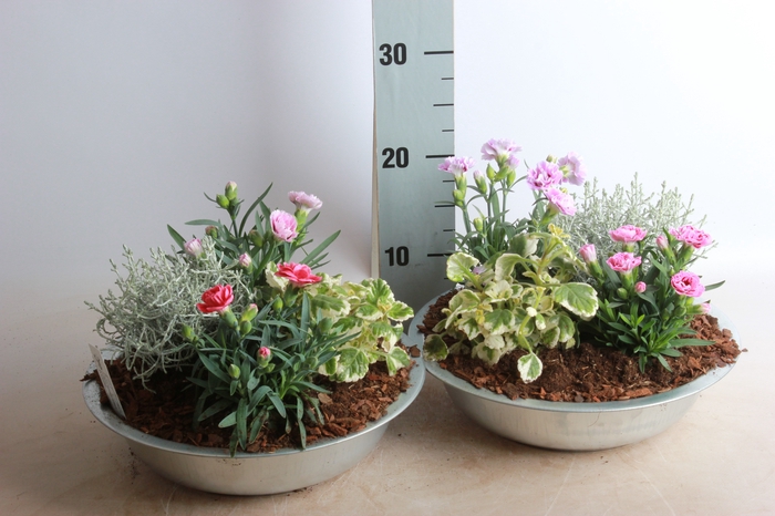 <h4>ARR TUINPLANTEN</h4>