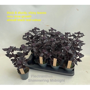 Coleus