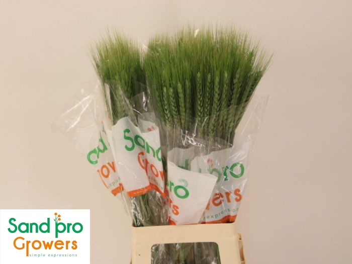 <h4>TRITICUM AESTIVUM</h4>