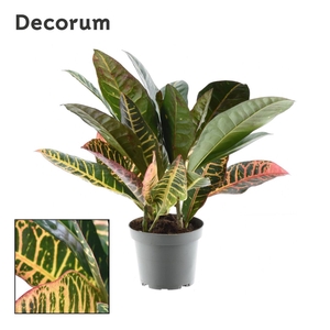 Croton Petra kopstek 3-5 pp (Decorum)