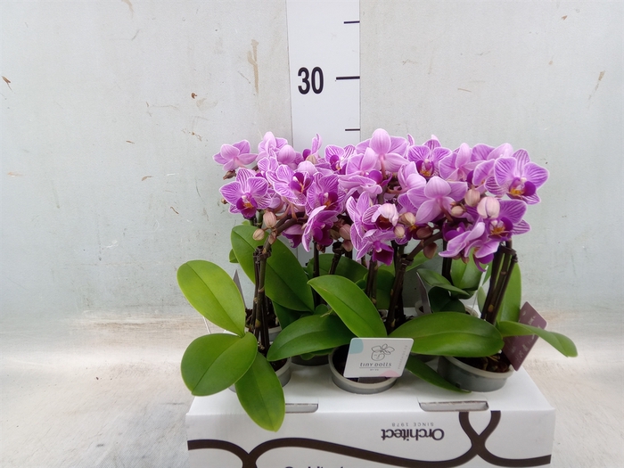 <h4>Phalaenopsis   ...mini</h4>