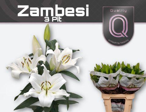 <h4>LI OT ZAMBESI 3+ 70CM</h4>