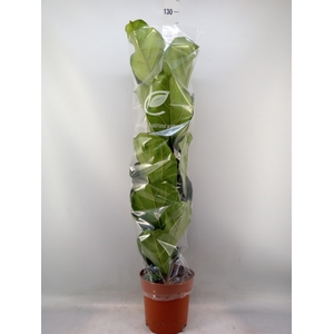 Ficus lyrata