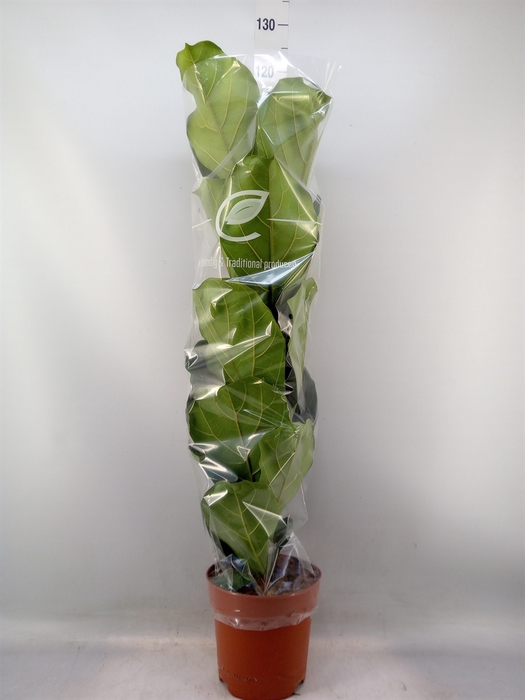 <h4>Ficus lyrata</h4>