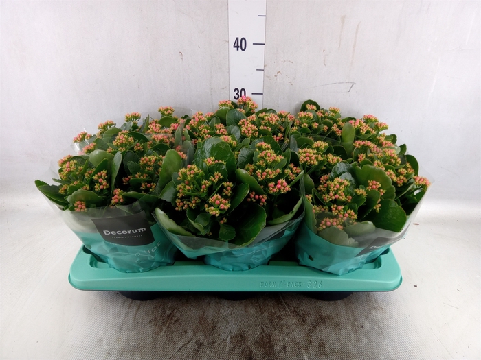 <h4>Kalanchoe blos. 'Serenity Pink'</h4>