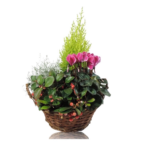 <h4>Collectie Hanoi Arrangement in Mand 25 cm</h4>