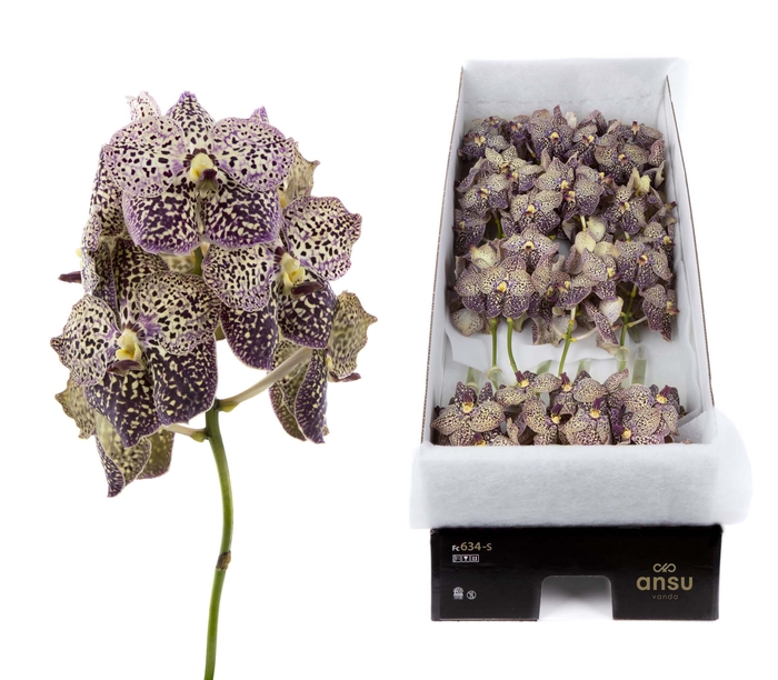 <h4>Vanda Ocelot Sangria x16</h4>