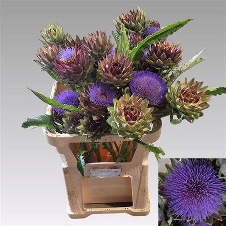 <h4>Cynara Sc Green Globe</h4>