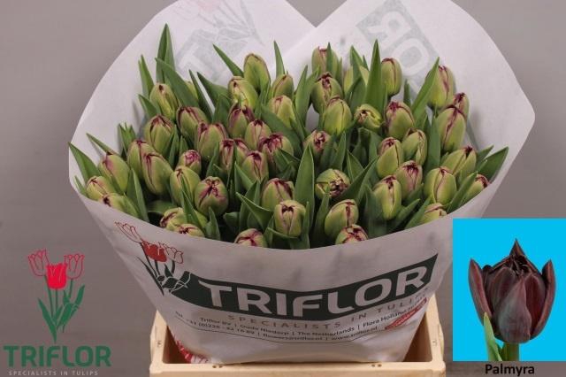 <h4>TU DU PALMYRA</h4>