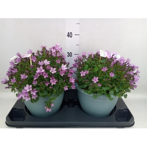 Campanula  'Ambella Pink'