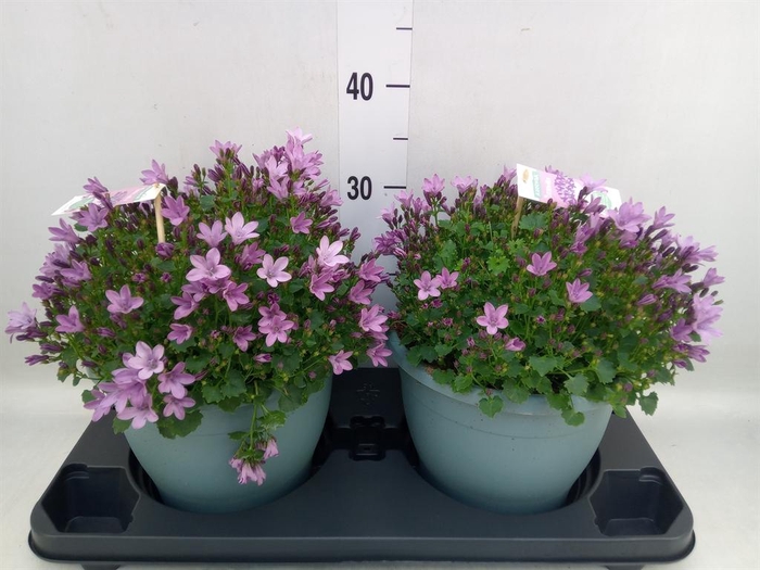 <h4>Campanula  'Ambella Pink'</h4>