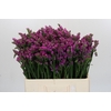 Limonium sinuatum Rosa Sun Birds